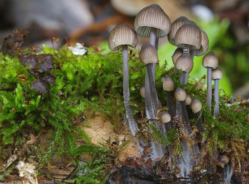 Mycena abramsii